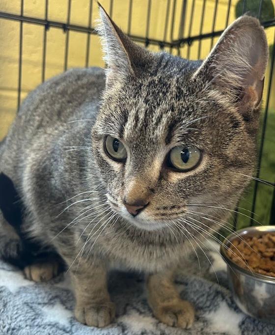 Sweet Pea, a Adoptable mixed breed in Waverly, NY image 2/6