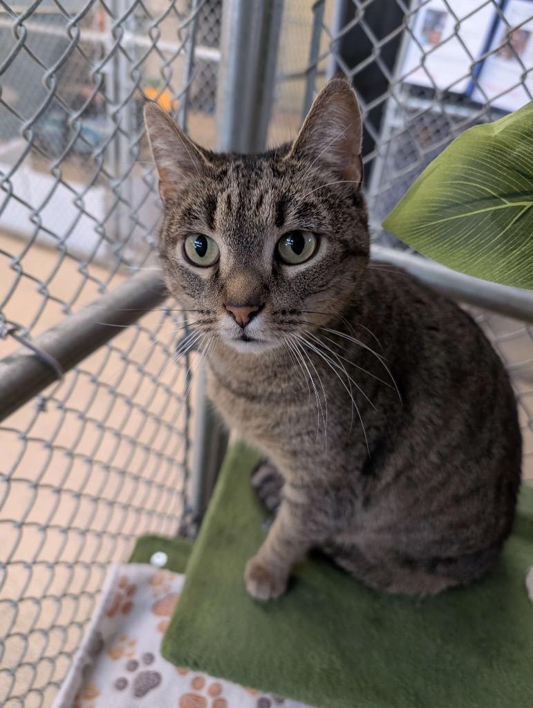 Sweet Pea, a Adoptable mixed breed in Waverly, NY image 3/6