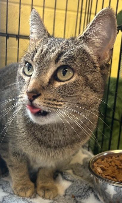 Sweet Pea, a Adoptable mixed breed in Waverly, NY image 4/6