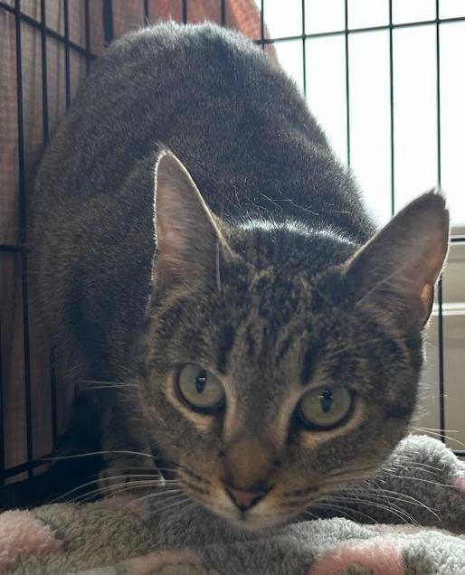 Sweet Pea, a Adoptable mixed breed in Waverly, NY image 5/6