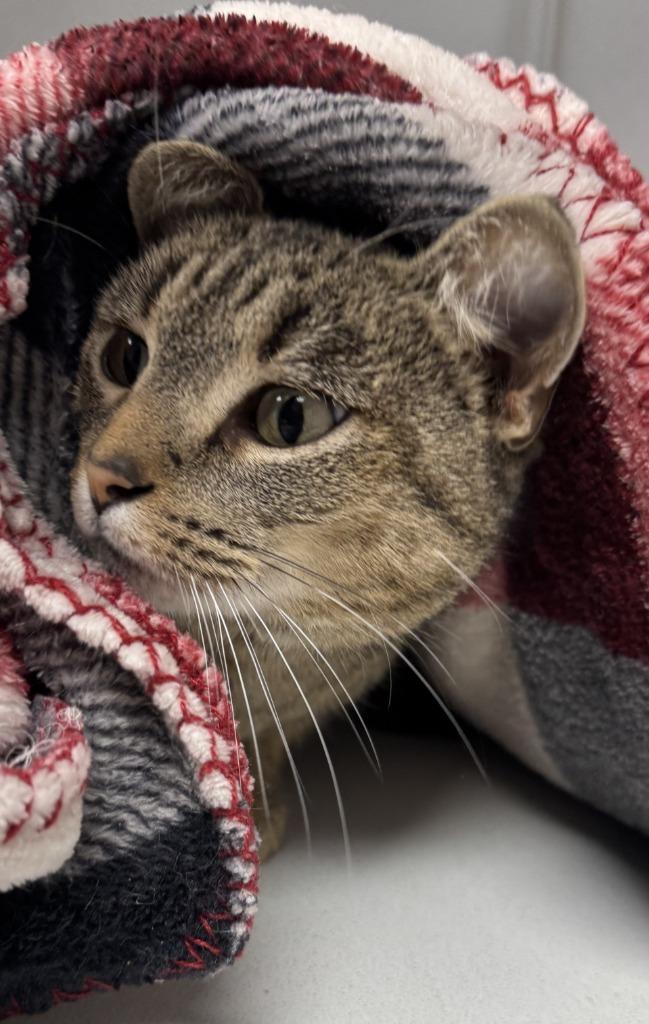 Sweet Pea, a Adoptable mixed breed in Waverly, NY image 6/6