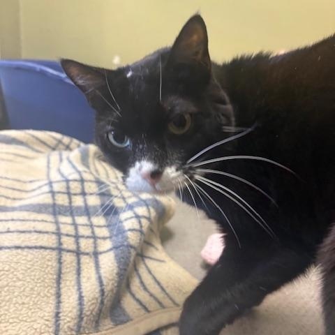 Enlarge Little Girl, a ADOPTABLE Domestic Short Hair in Grass Valley, CA image 1/1