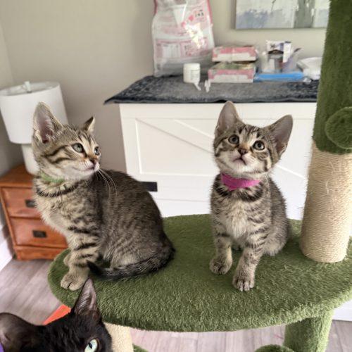 Athena, Adoptable, Kitten Female Domestic Short Hair.