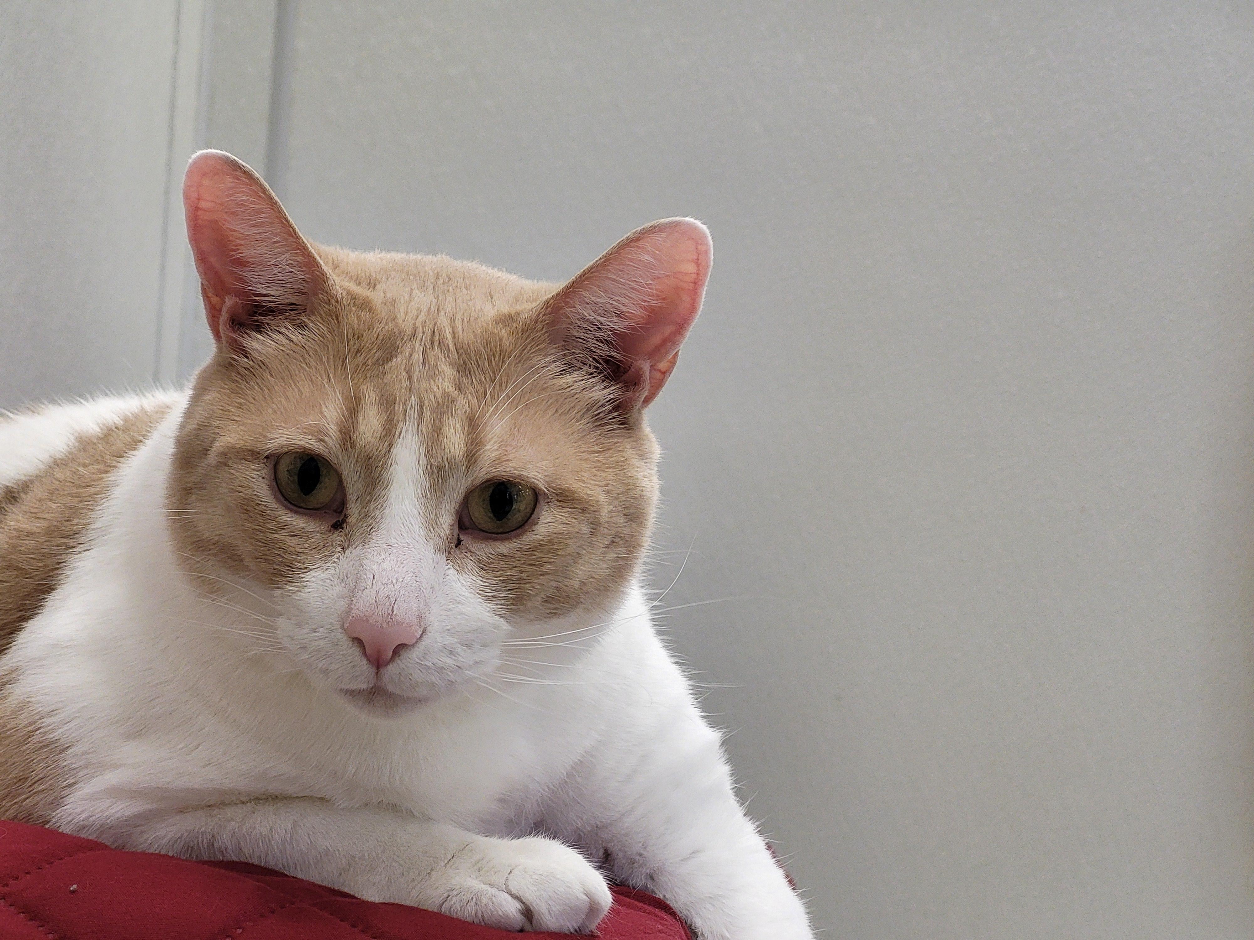 Cullen, a Adoptable Domestic Short Hair in Grayslake, IL image 4/6