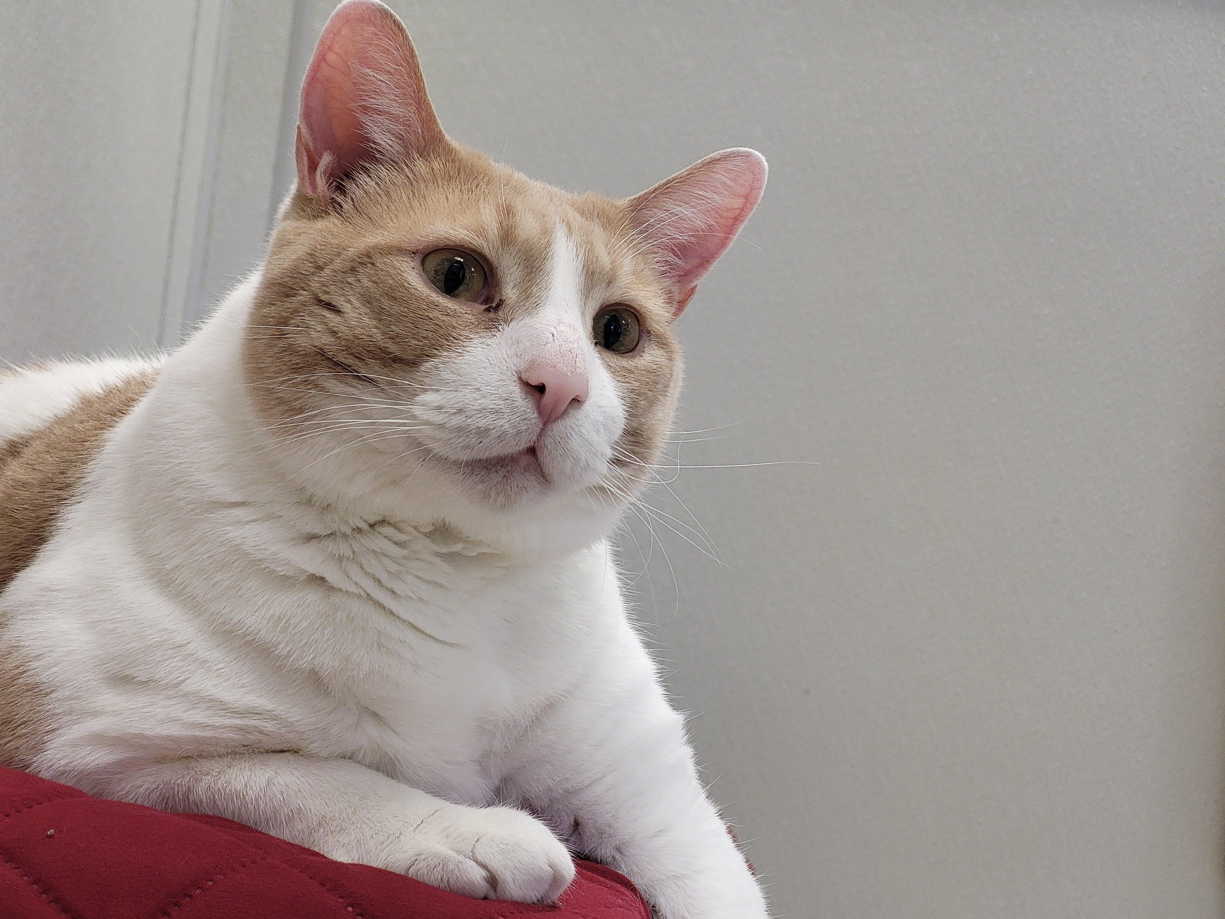 Cullen, a Adoptable Domestic Short Hair in Grayslake, IL image 5/6