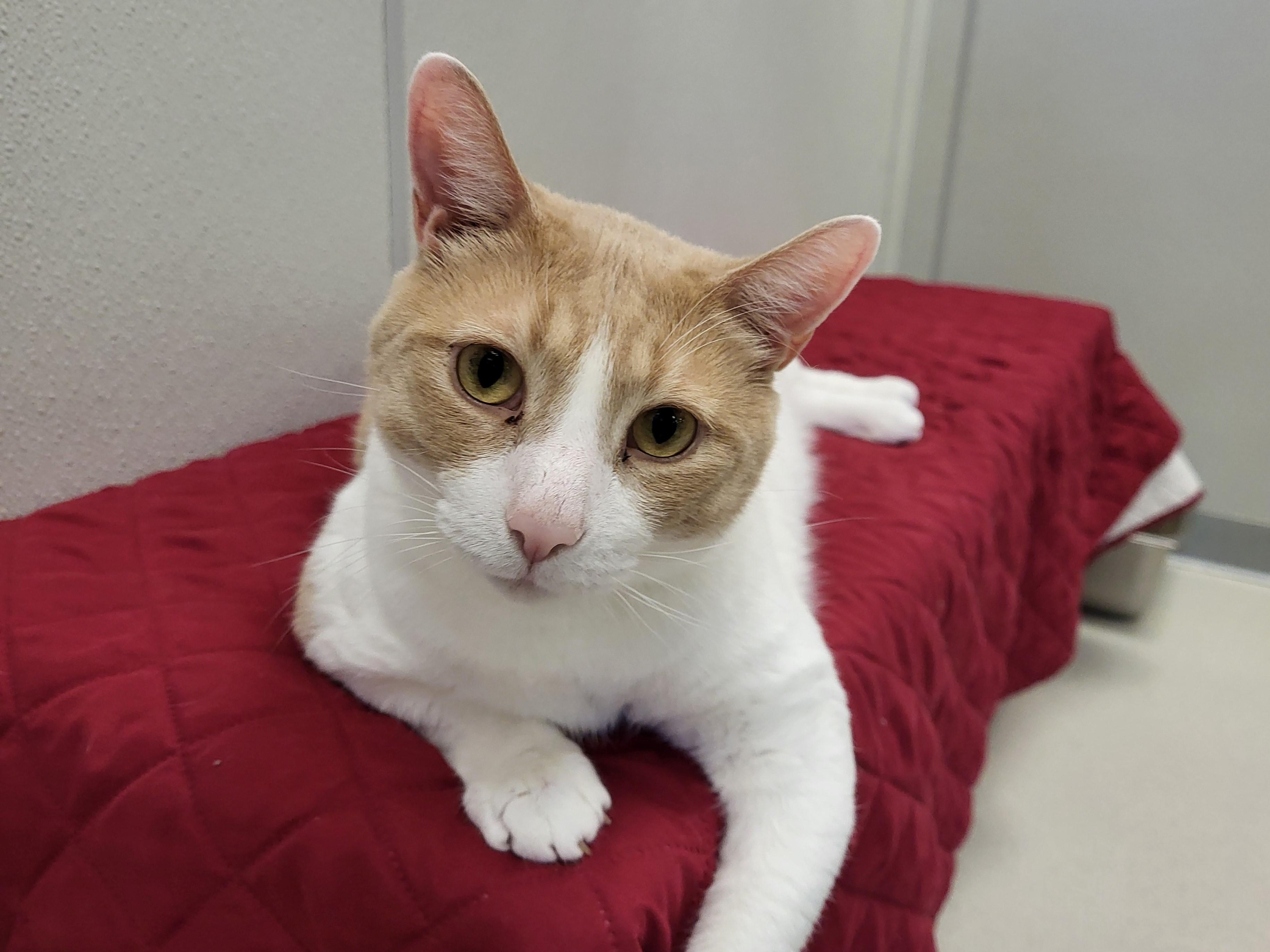Cullen, a Adoptable Domestic Short Hair in Grayslake, IL image 2/6