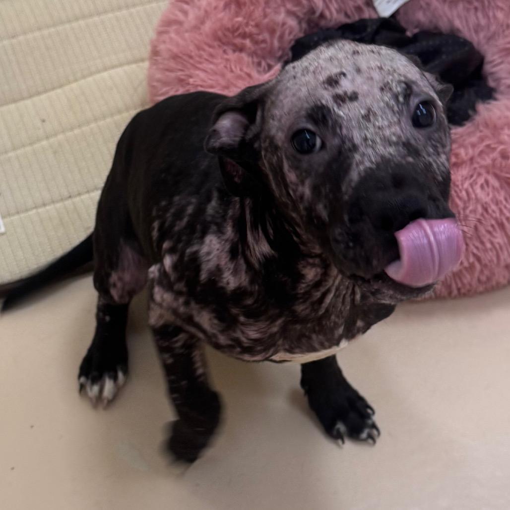 Enlarge Swedish Fish, a Adoptable Mixed Breed in Winston-Salem, NC image 1/3