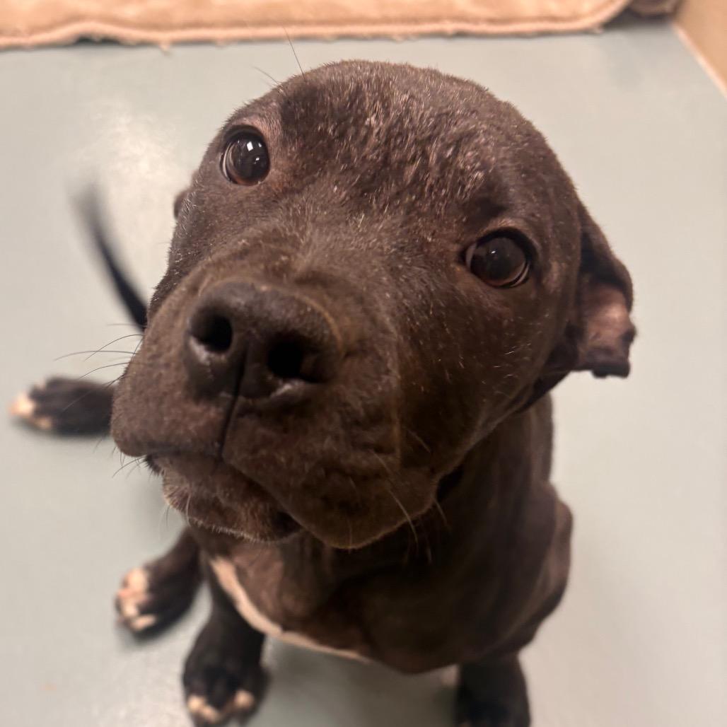 Enlarge Swedish Fish, a Adoptable Mixed Breed in Winston-Salem, NC image 2/6