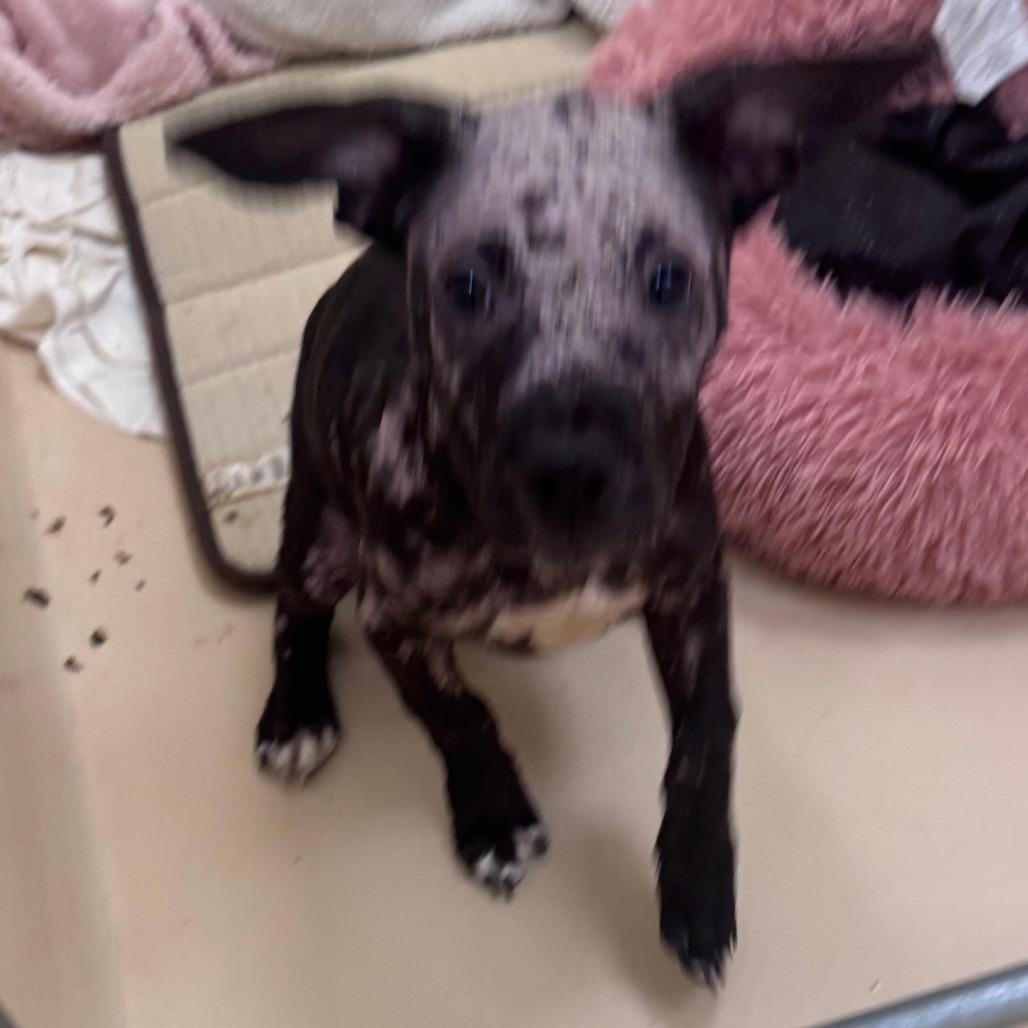 Enlarge Swedish Fish, a Adoptable Mixed Breed in Winston-Salem, NC image 2/3