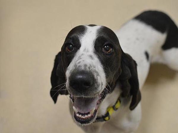 Enlarge Sami, a Adoptable mixed breed in Portland, OR image 1/1