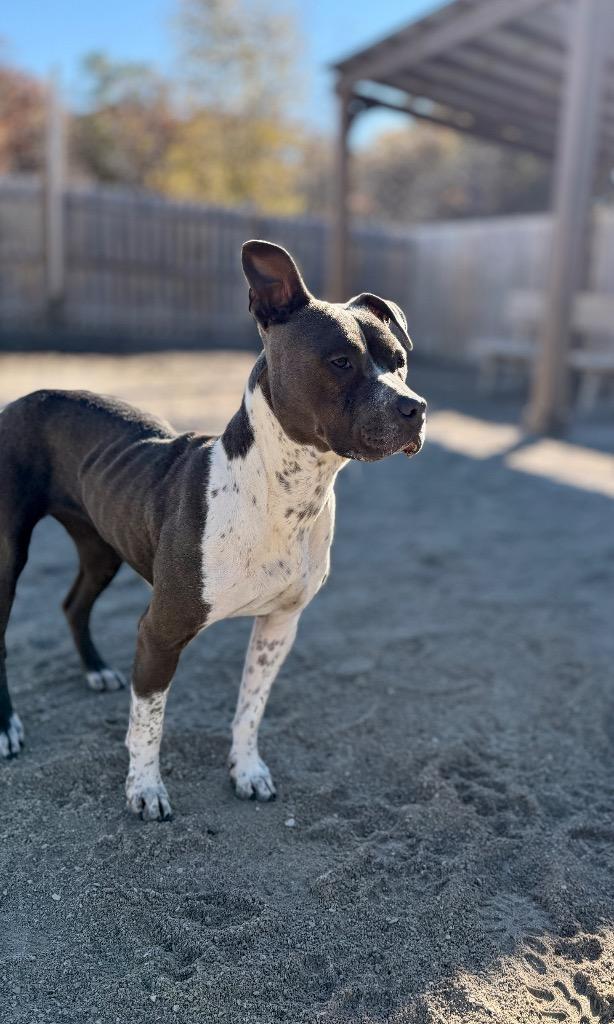 Enlarge Skye, a Adoptable Mixed Breed in Muskegon, MI image 2/4