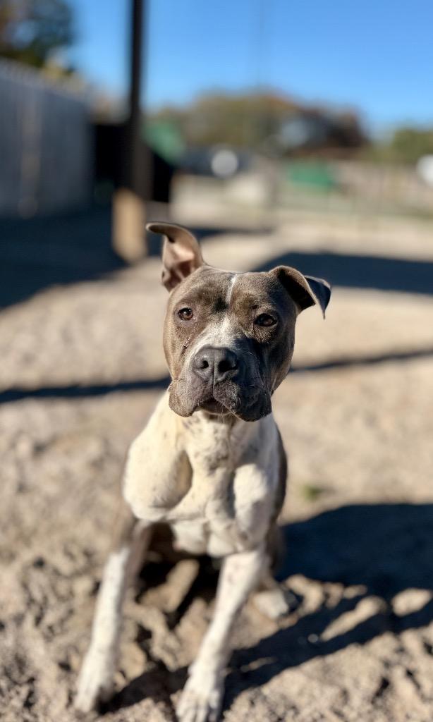 Enlarge Skye, a Adoptable Mixed Breed in Muskegon, MI image 3/4