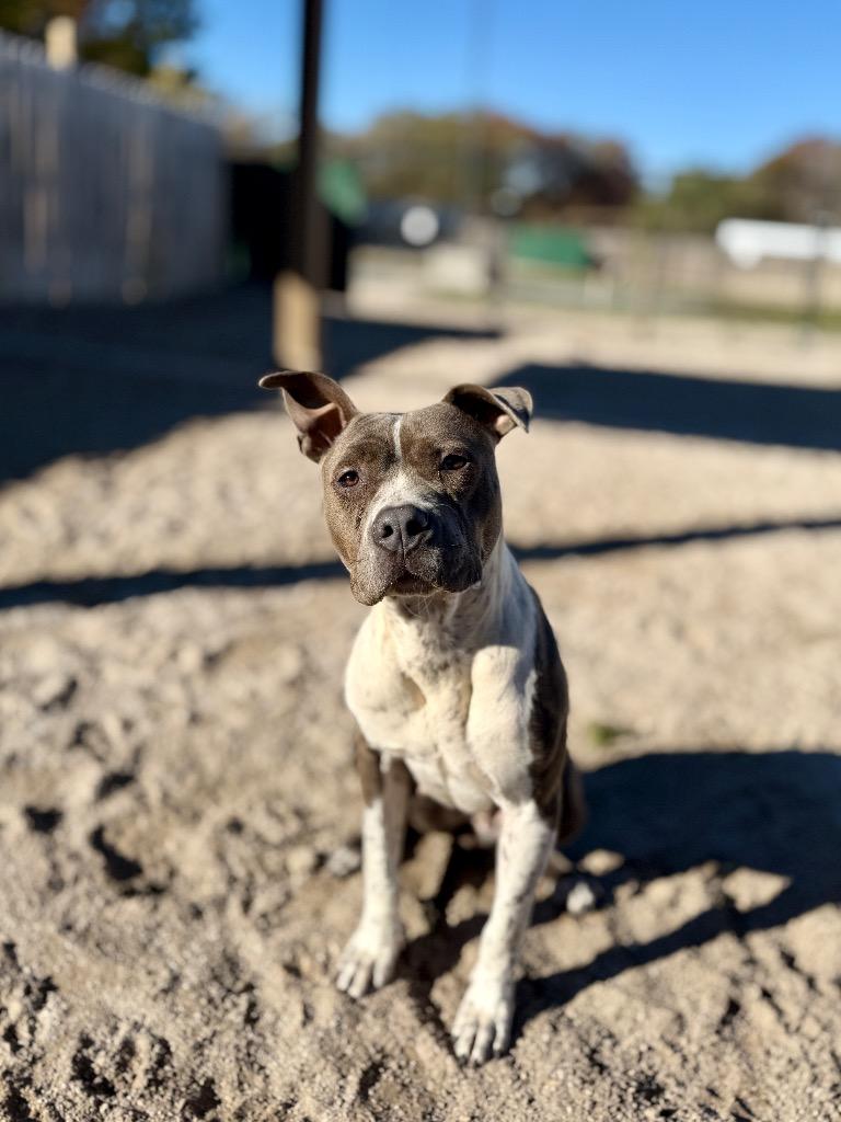 Enlarge Skye, a Adoptable Mixed Breed in Muskegon, MI image 4/4