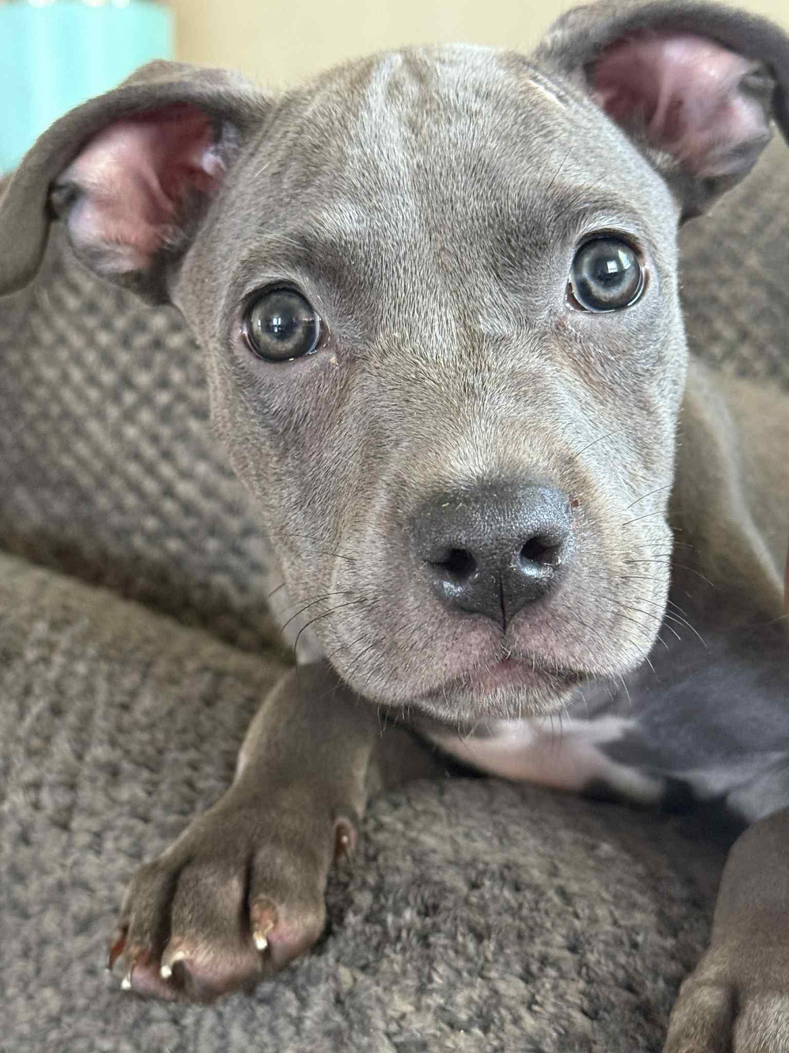 Luna, Adopted, Puppy Female Pit Bull Terrier.