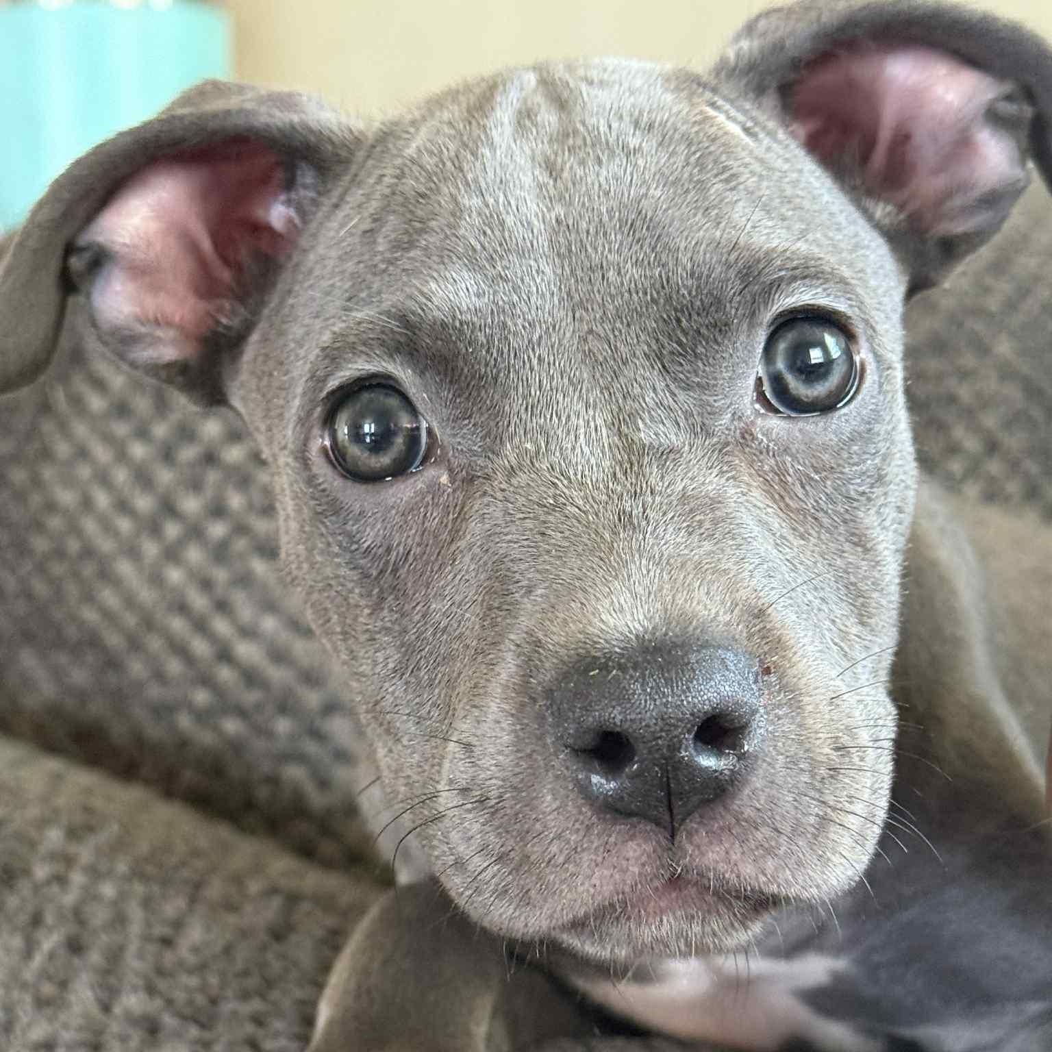 Enlarge Luna, a Adopted Pit Bull Terrier in Springfield, OH image 2/3