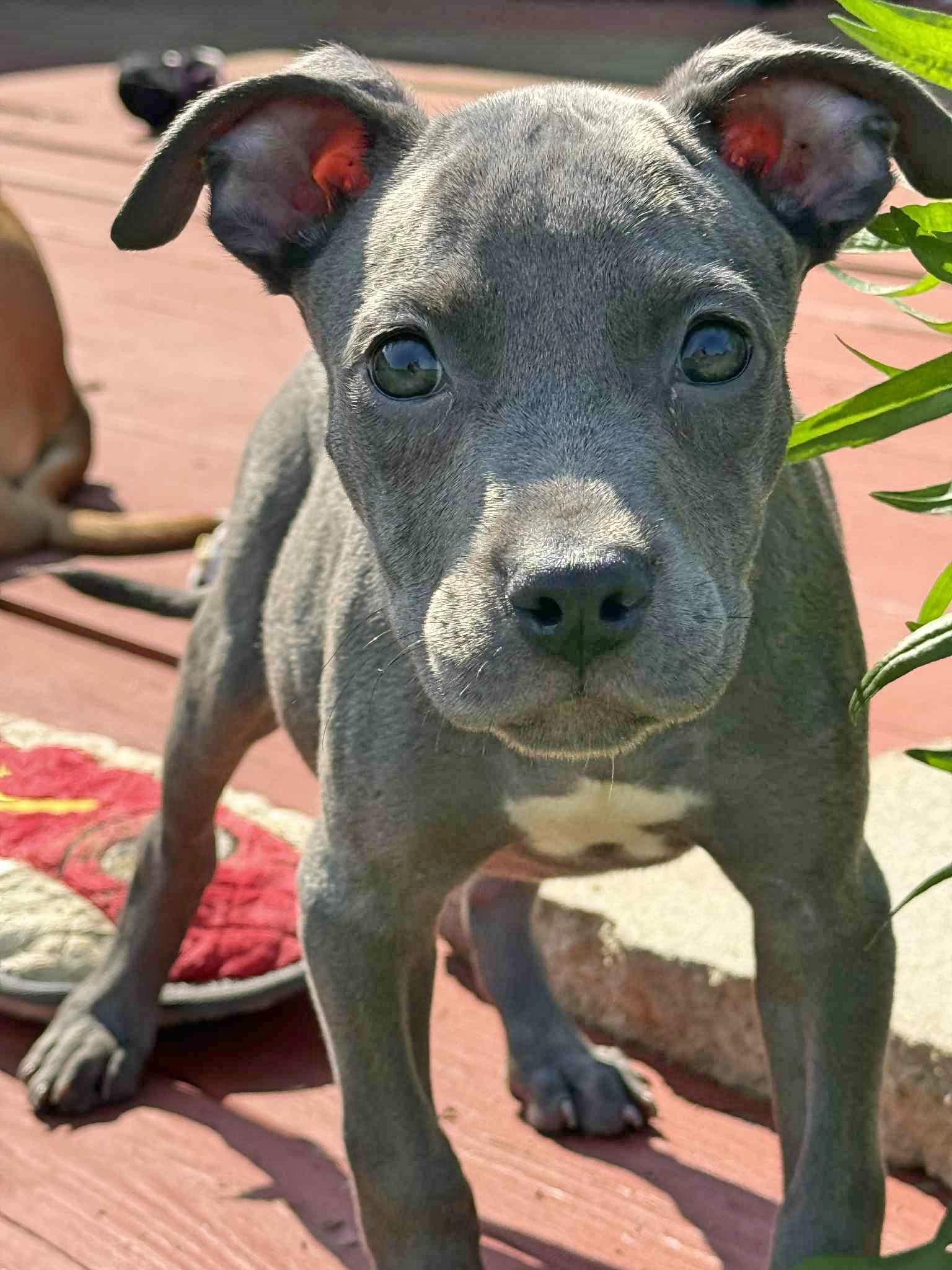 Enlarge Luna, a Adopted Pit Bull Terrier in Springfield, OH image 3/3