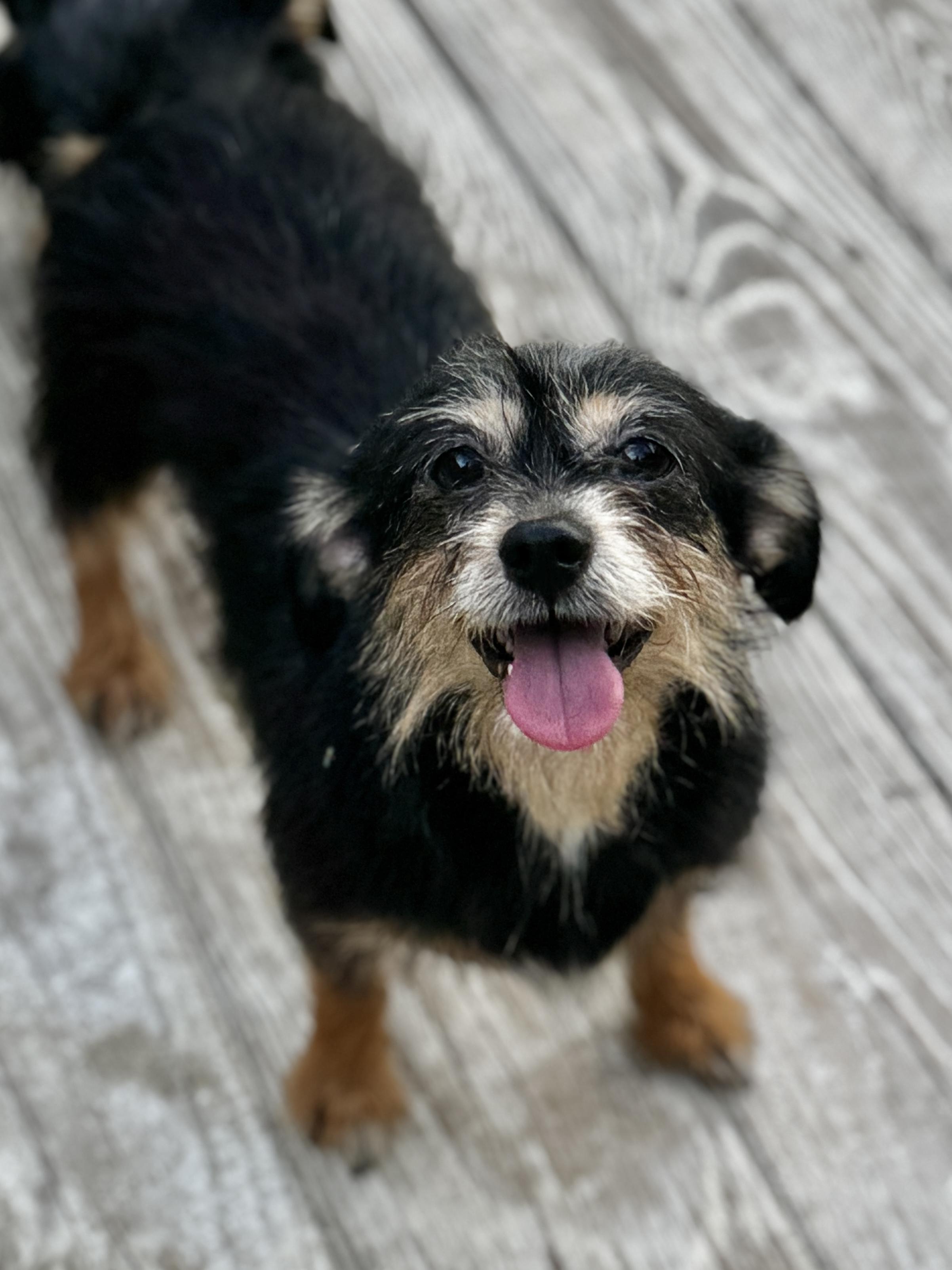 Bama Luverne, Adult Female Mixed Breed