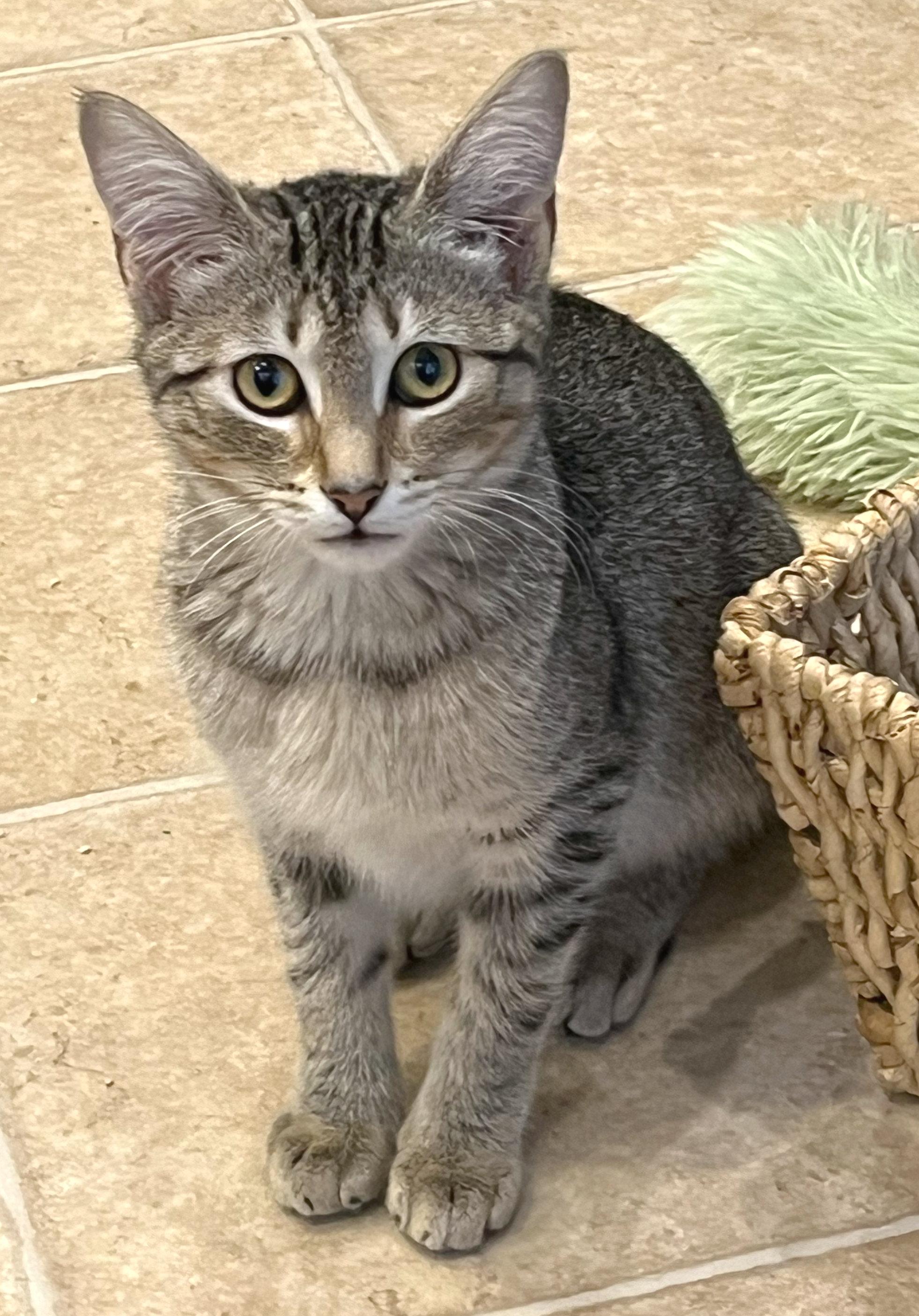 Enlarge Dusty, a ADOPTABLE mixed breed in Hilton Head Island, SC image 3/3