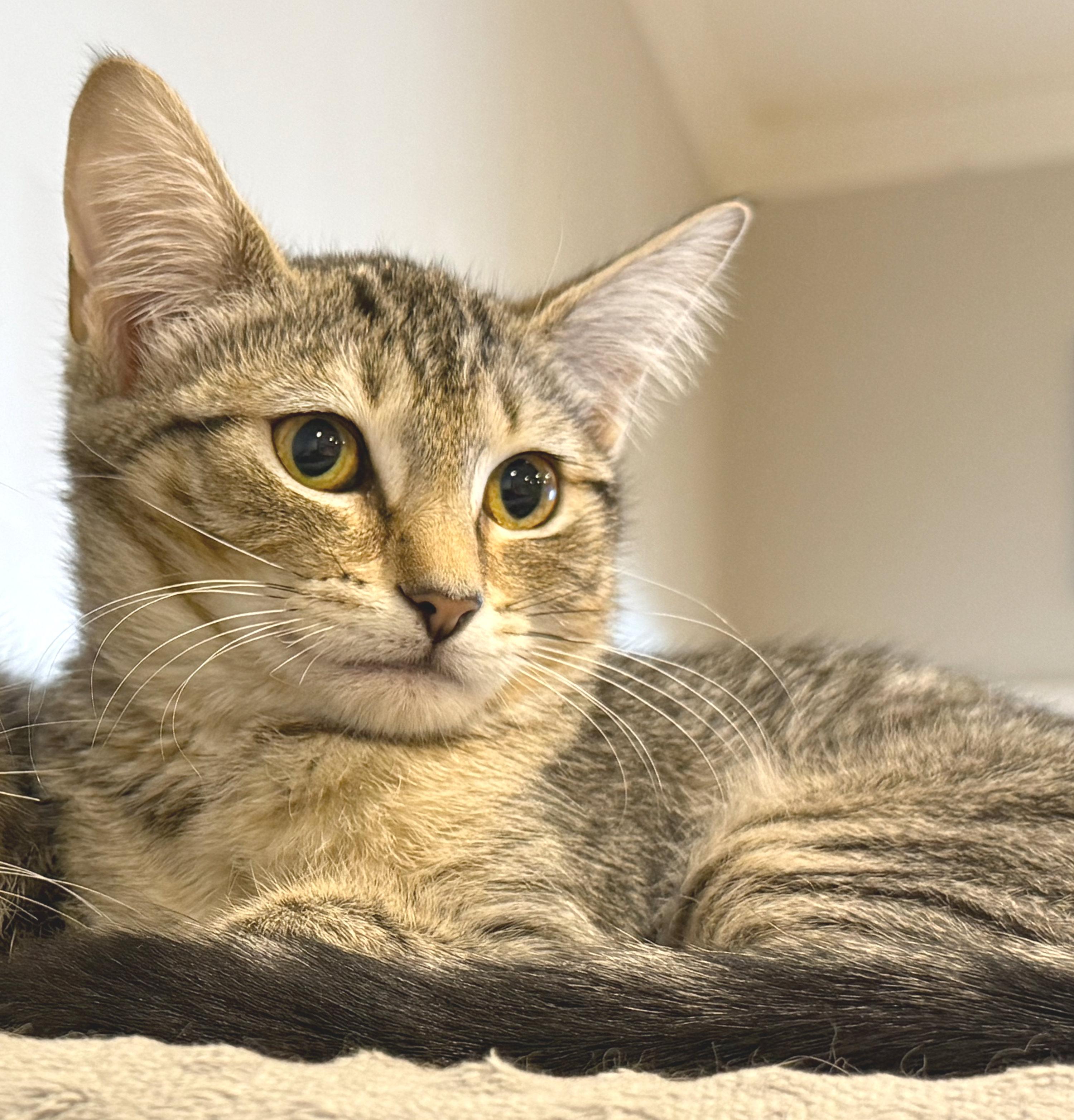 Dusty, ADOPTABLE, Kitten Female Tabby & Domestic Short Hair.