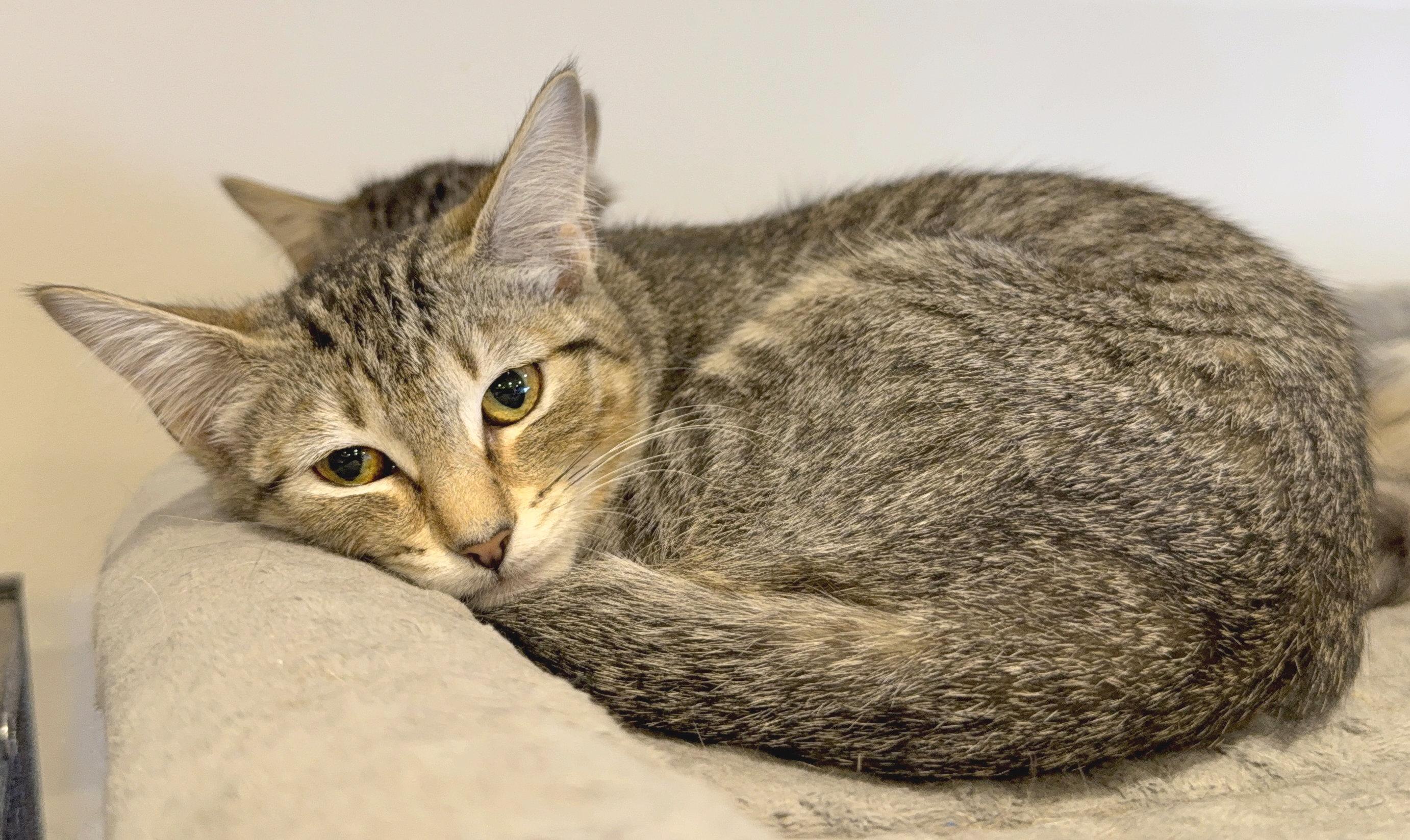 Enlarge Dusty, a ADOPTABLE mixed breed in Hilton Head Island, SC image 2/3