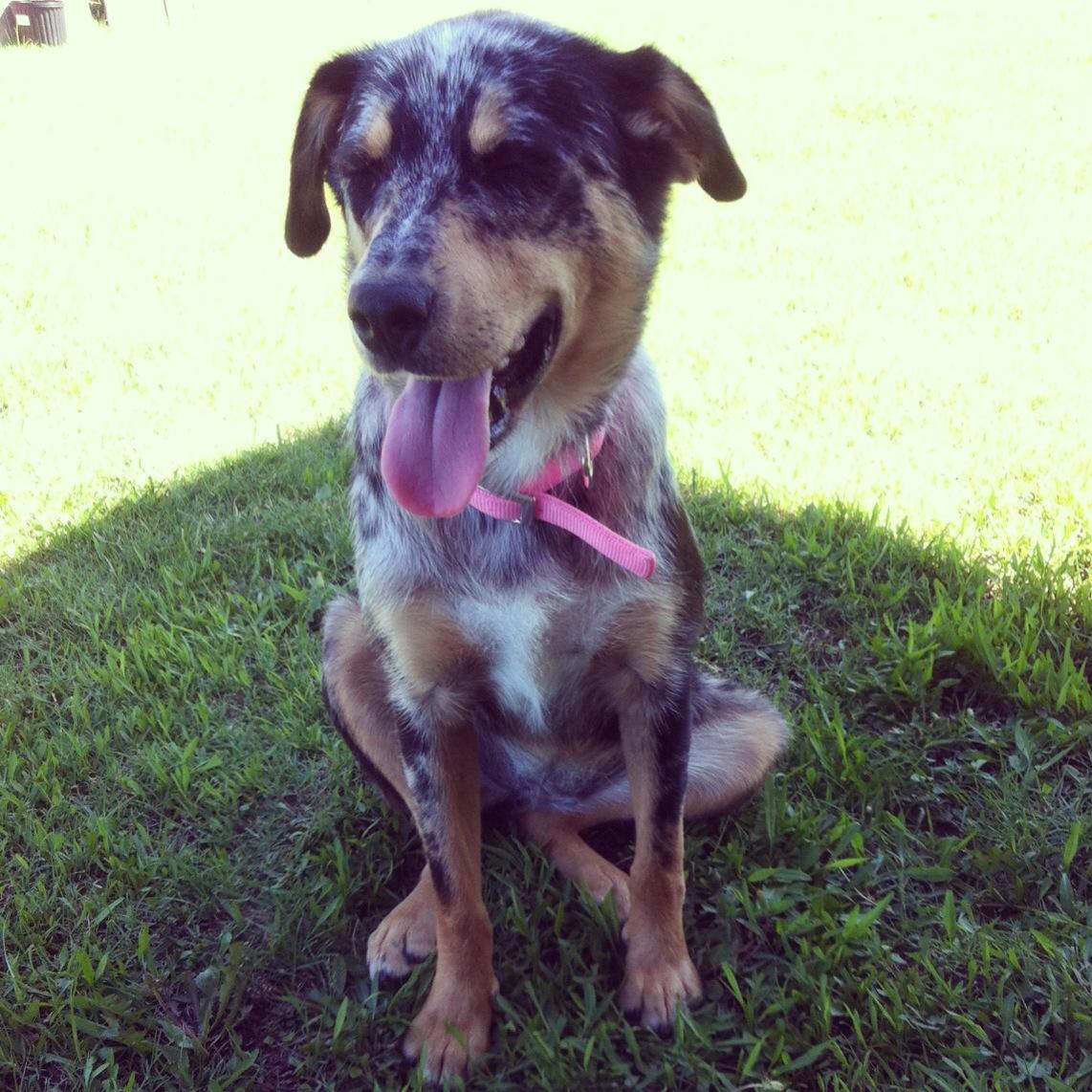 Josie, Adoptable, Young Female Australian Cattle Dog / Blue Heeler.