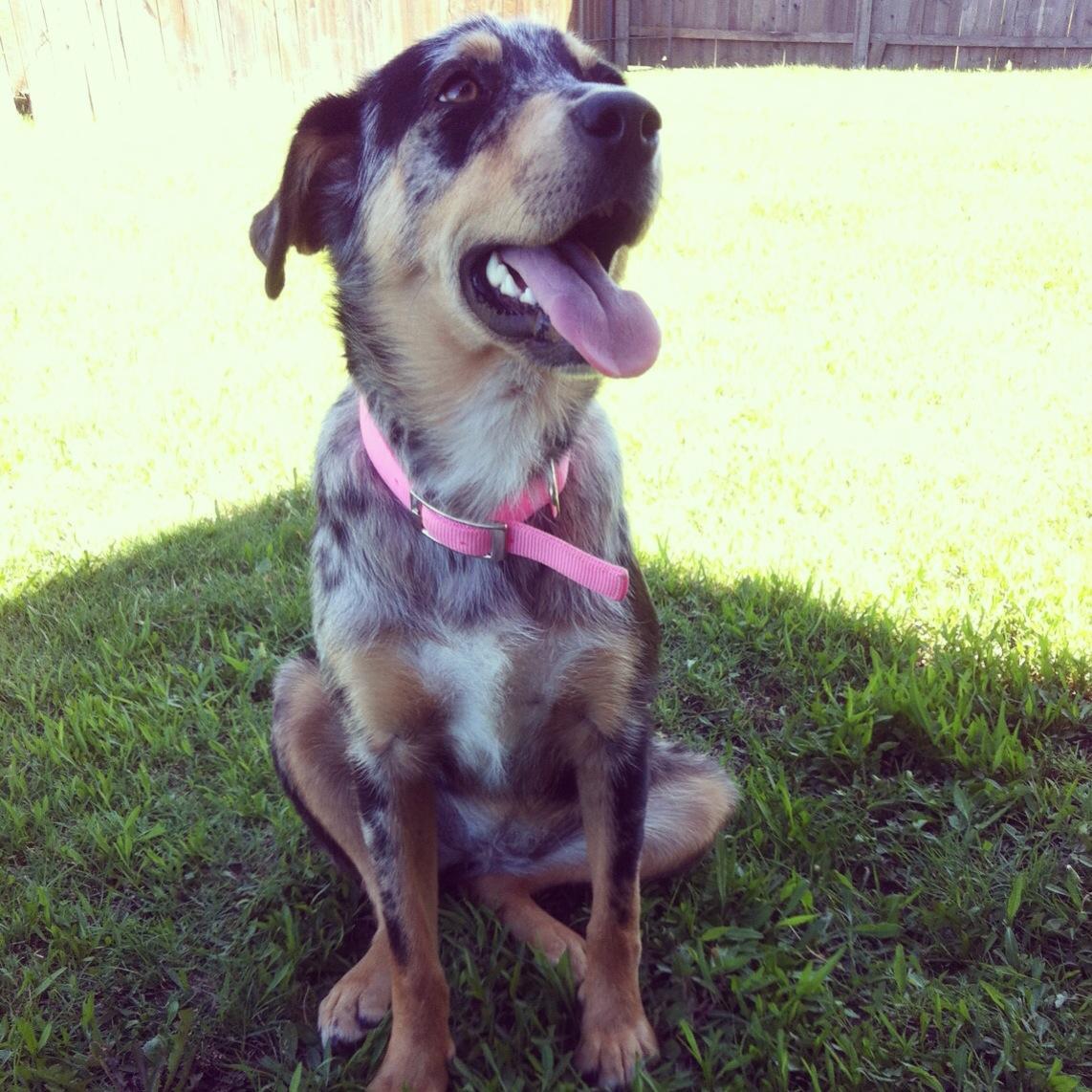 Josie, a Adoptable Australian Cattle Dog / Blue Heeler in Dallas, TX image 2/3