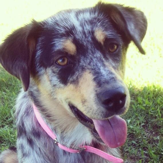 Josie, a Adoptable Australian Cattle Dog / Blue Heeler in Dallas, TX image 3/3