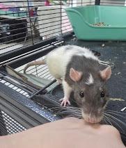 Enlarge Mrs. Nelson, a Adoptable Rat in CRYSTAL LAKE, IL image 1/5