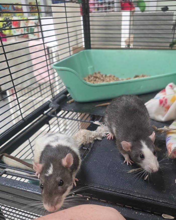 Enlarge Mrs. Nelson, a Adoptable Rat in CRYSTAL LAKE, IL image 2/5