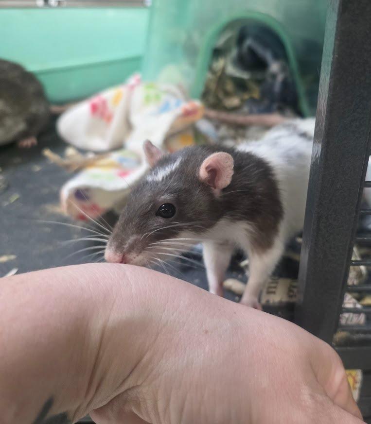 Enlarge Mrs. Nelson, a Adoptable Rat in CRYSTAL LAKE, IL image 3/5