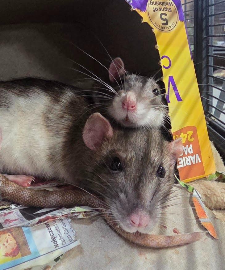 Enlarge Mrs. Nelson, a Adoptable Rat in CRYSTAL LAKE, IL image 4/5