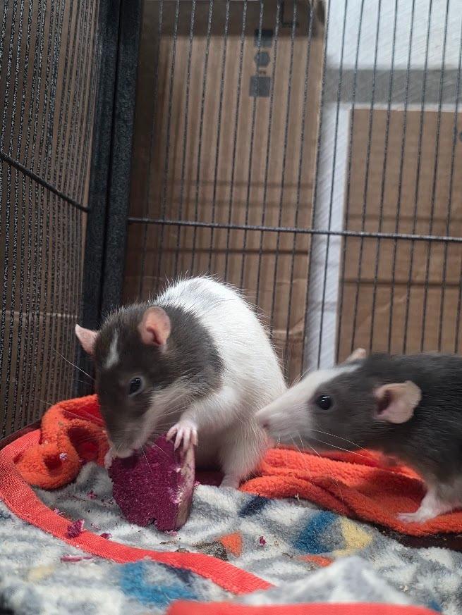 Enlarge Mrs. Nelson, a Adoptable Rat in CRYSTAL LAKE, IL image 5/5
