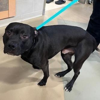 Enlarge Dwight, a Adoptable Mixed Breed in Winston-Salem, NC image 1/5