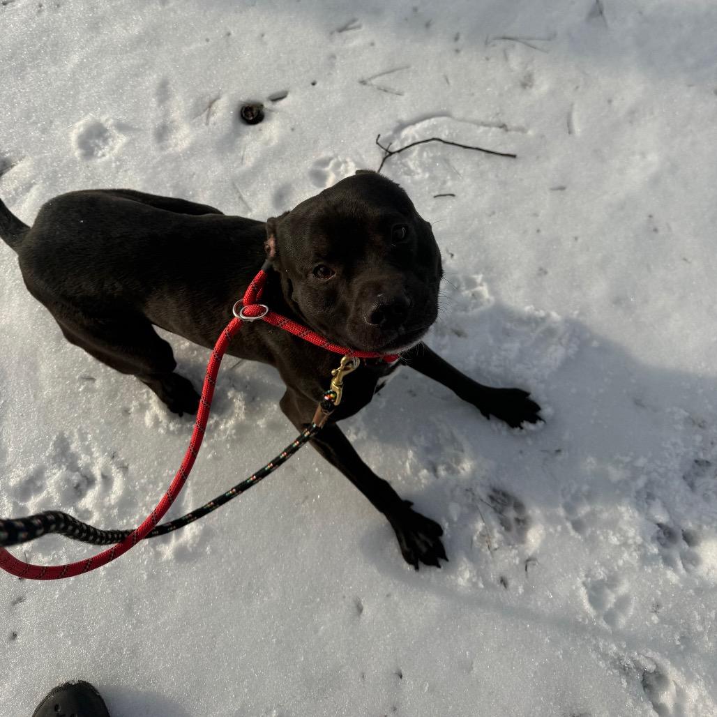 Enlarge Dwight, a Adoptable Mixed Breed in Winston-Salem, NC image 3/5