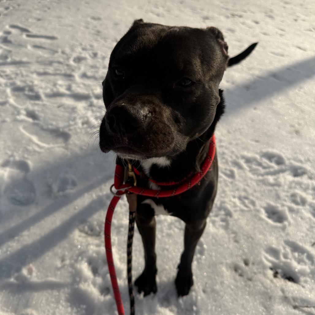 Enlarge Dwight, a Adoptable Mixed Breed in Winston-Salem, NC image 4/5