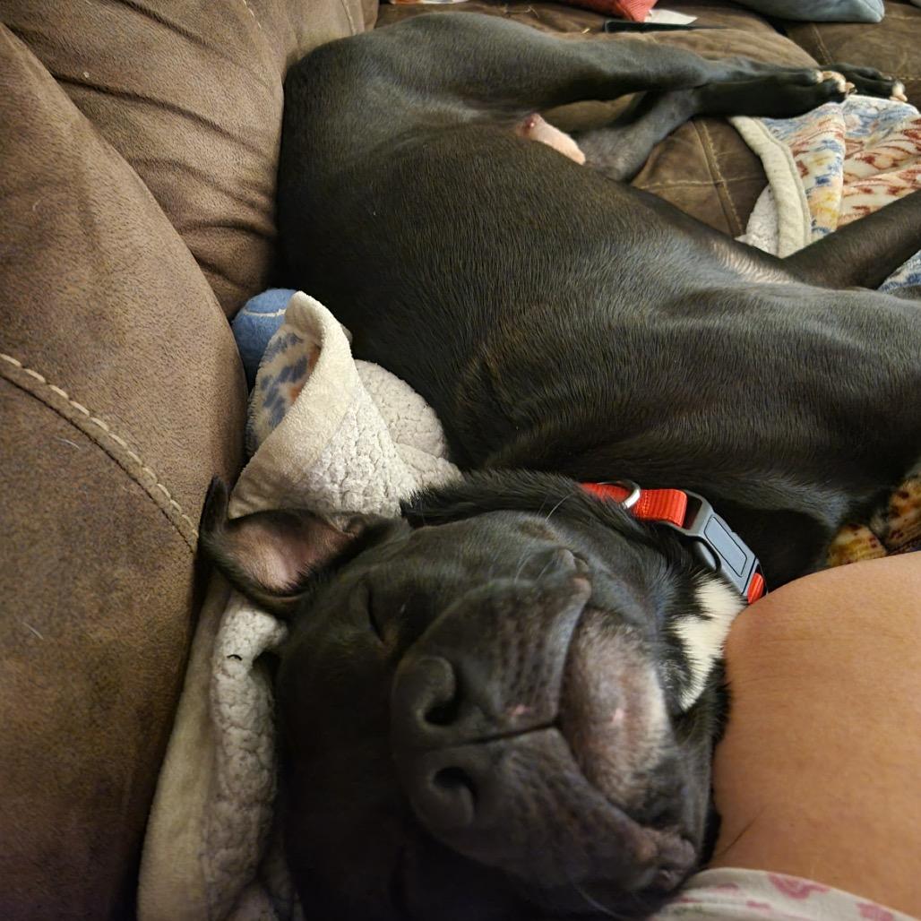 Enlarge Dwight, a Adoptable Mixed Breed in Winston-Salem, NC image 5/5