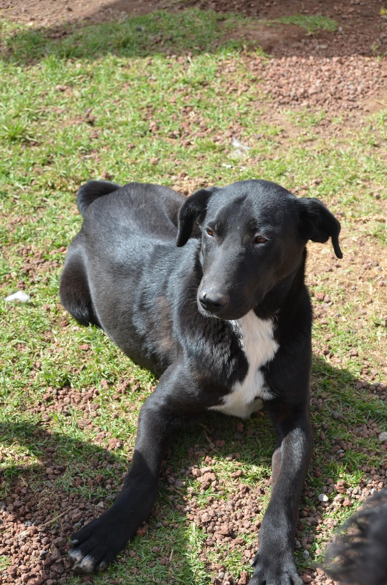 Enlarge Facky, a Adoptable mixed breed in London, ON image 1/4