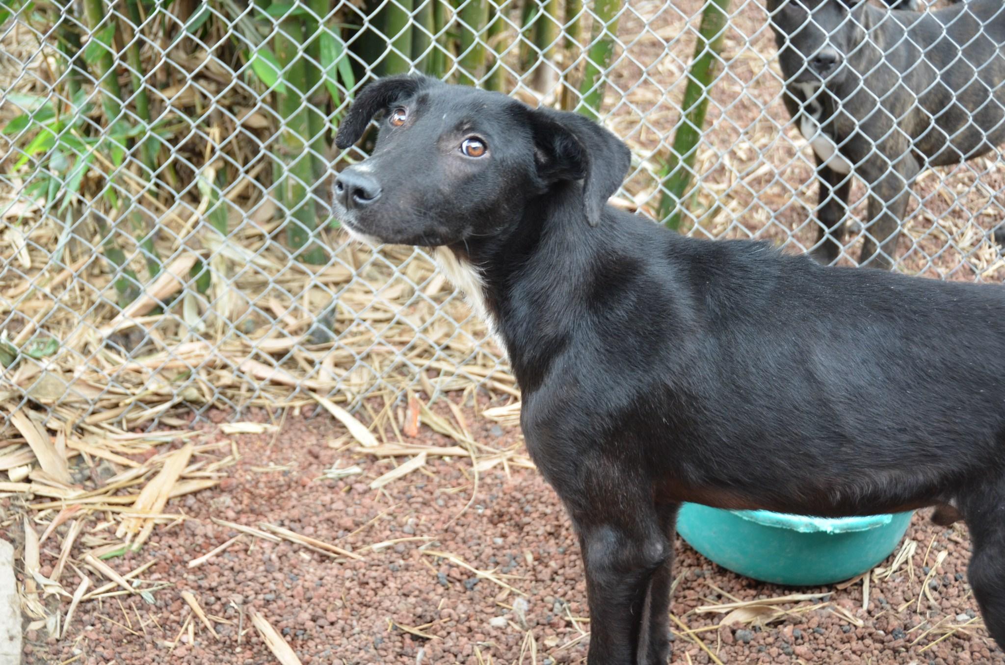 Enlarge Facky, a Adoptable mixed breed in London, ON image 2/4
