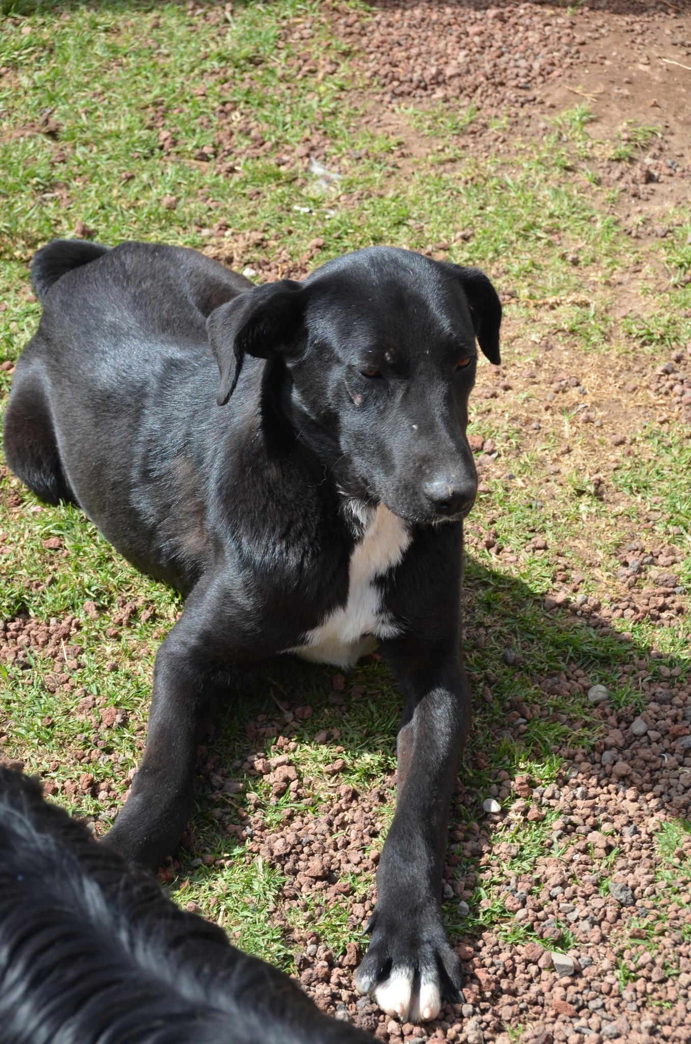 Enlarge Facky, a Adoptable mixed breed in London, ON image 3/4