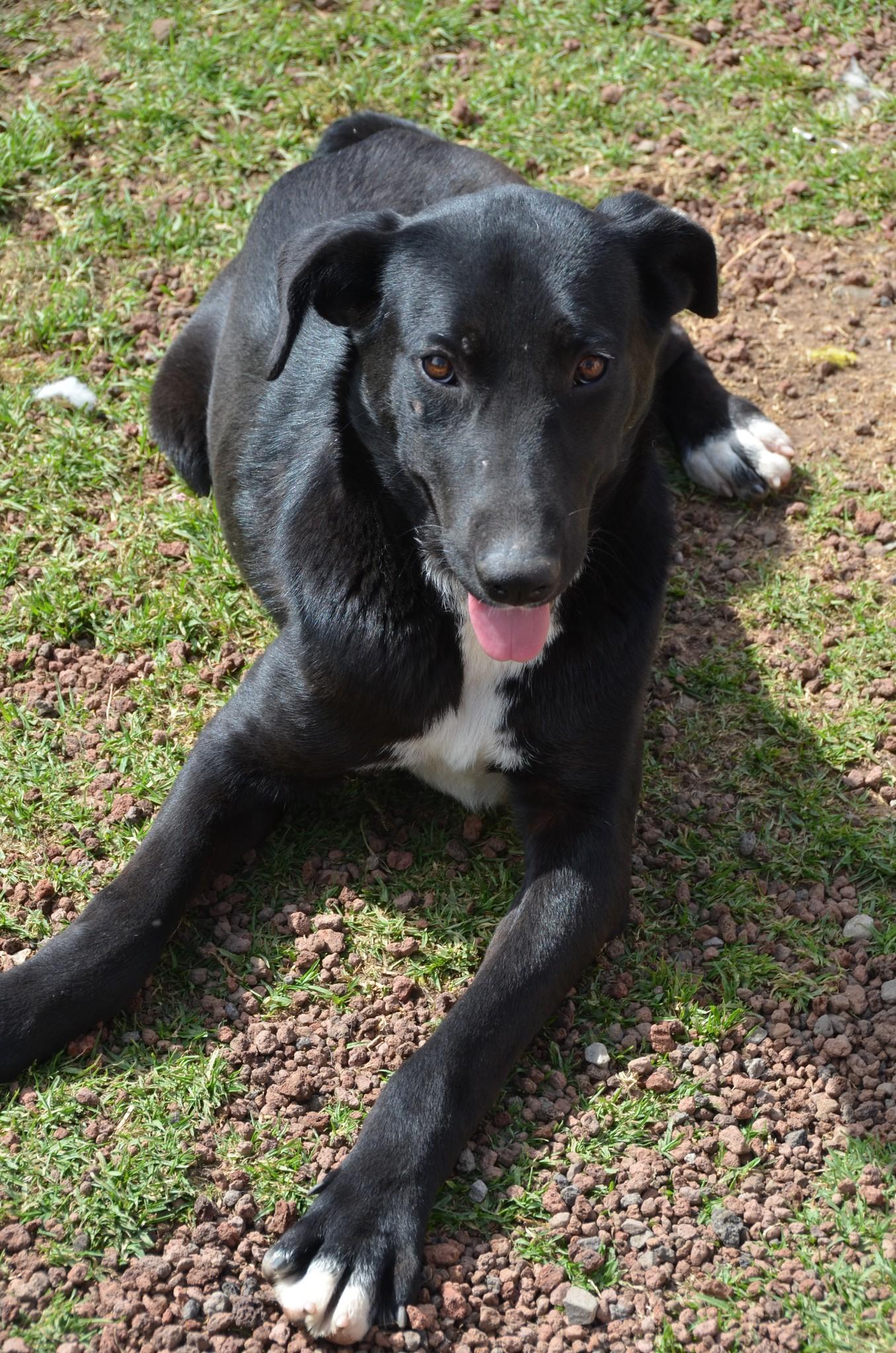 Enlarge Facky, a Adoptable mixed breed in London, ON image 4/4