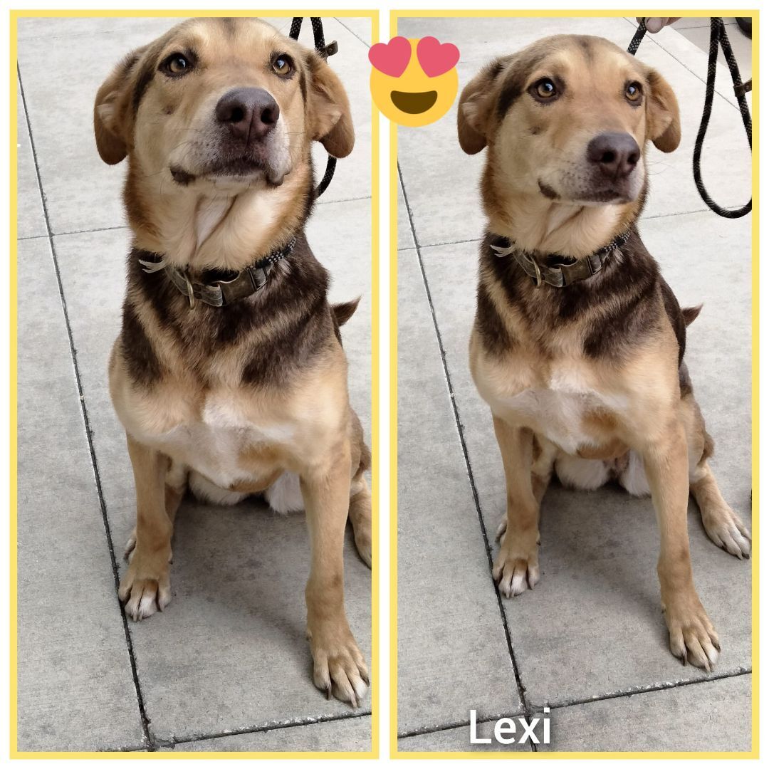 Enlarge Lexi, a Adoptable mixed breed in Joshua, TX image 1/2