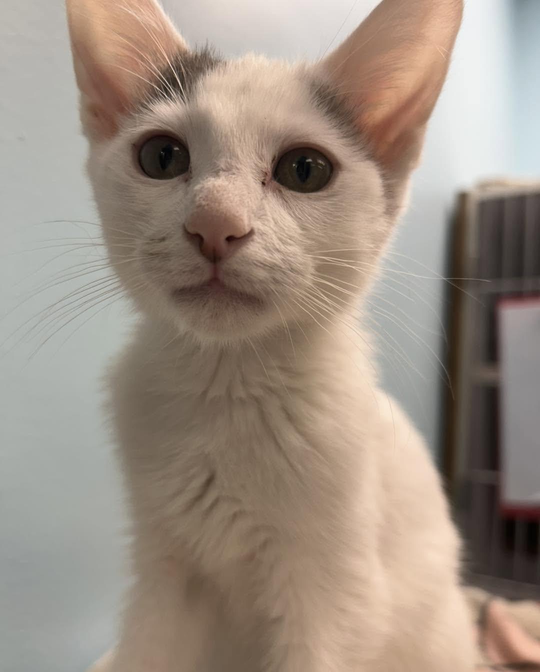 Moon, ADOPTABLE, Young Male Domestic Short Hair & Turkish Van.