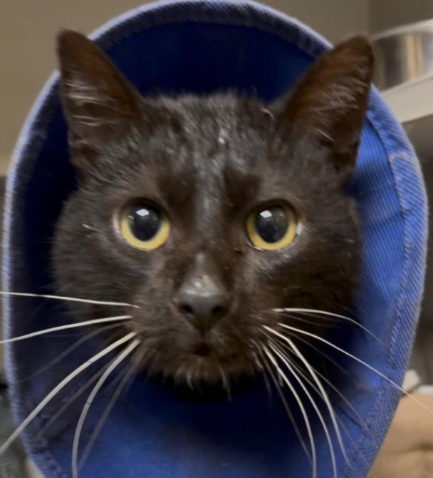 Enlarge Skip, a Adoptable Domestic Short Hair in Osseo, MI image 1/1