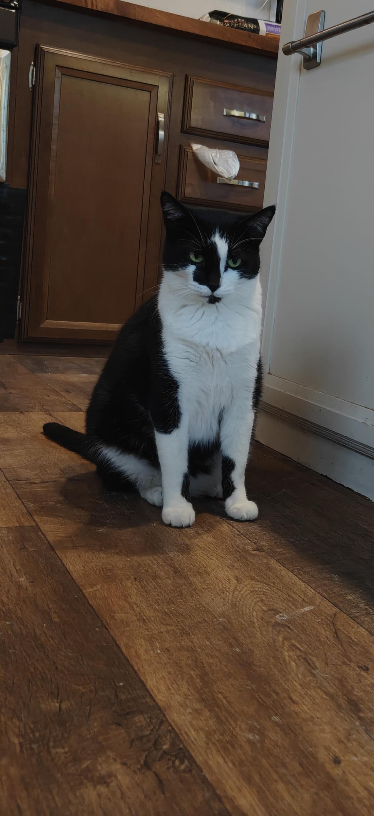 Enlarge Pigeon, a Adoptable Domestic Short Hair in Denver, CO image 2/3