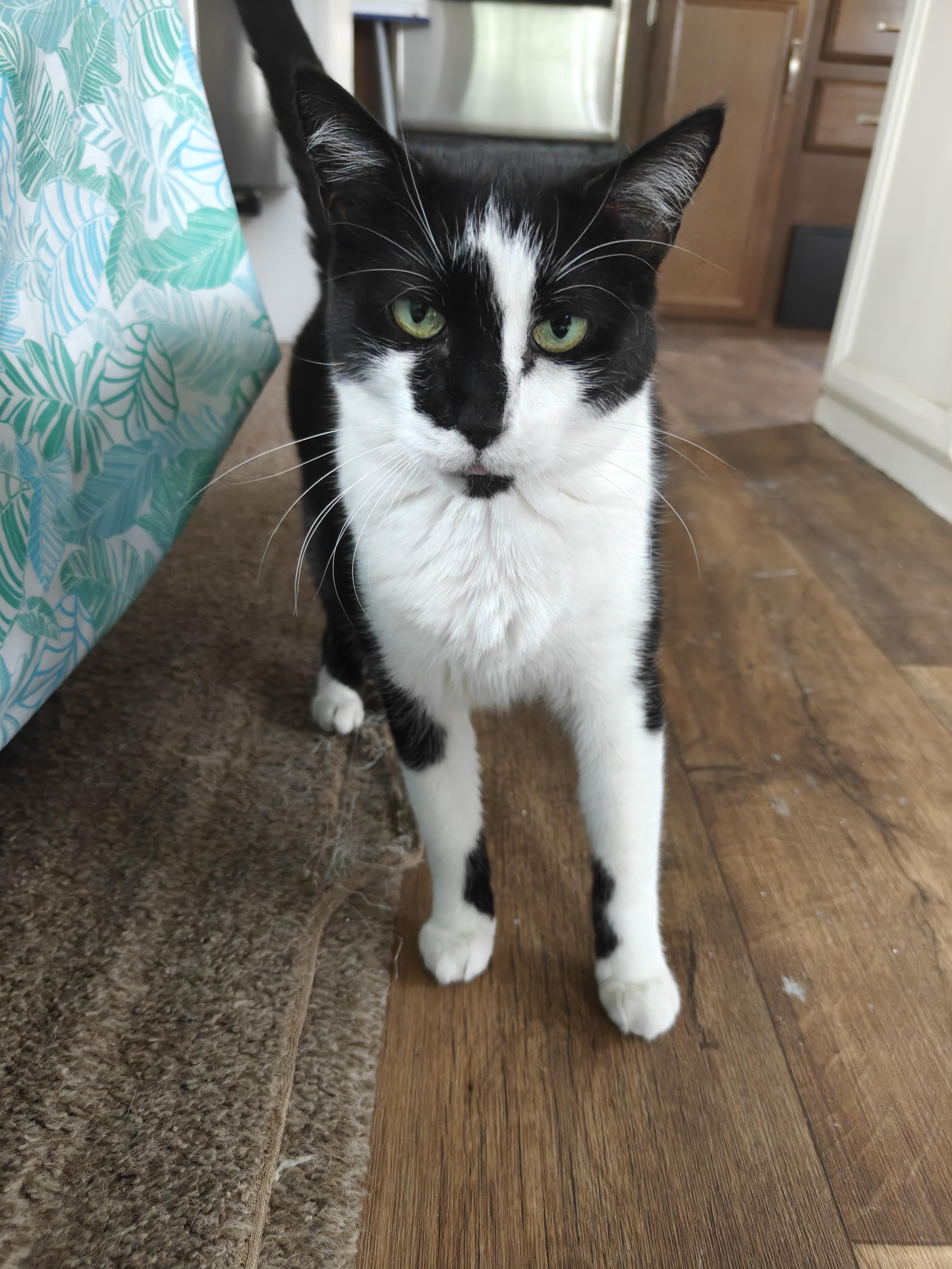 Enlarge Pigeon, a Adoptable Domestic Short Hair in Denver, CO image 3/3