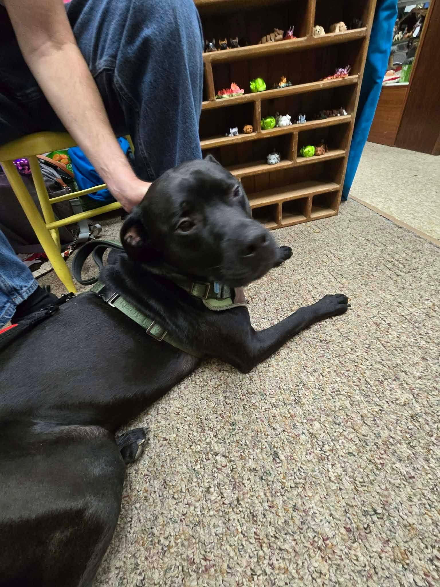 Enlarge Handsome boy Apollo, a Adoptable mixed breed in Blue Bell, PA image 4/5
