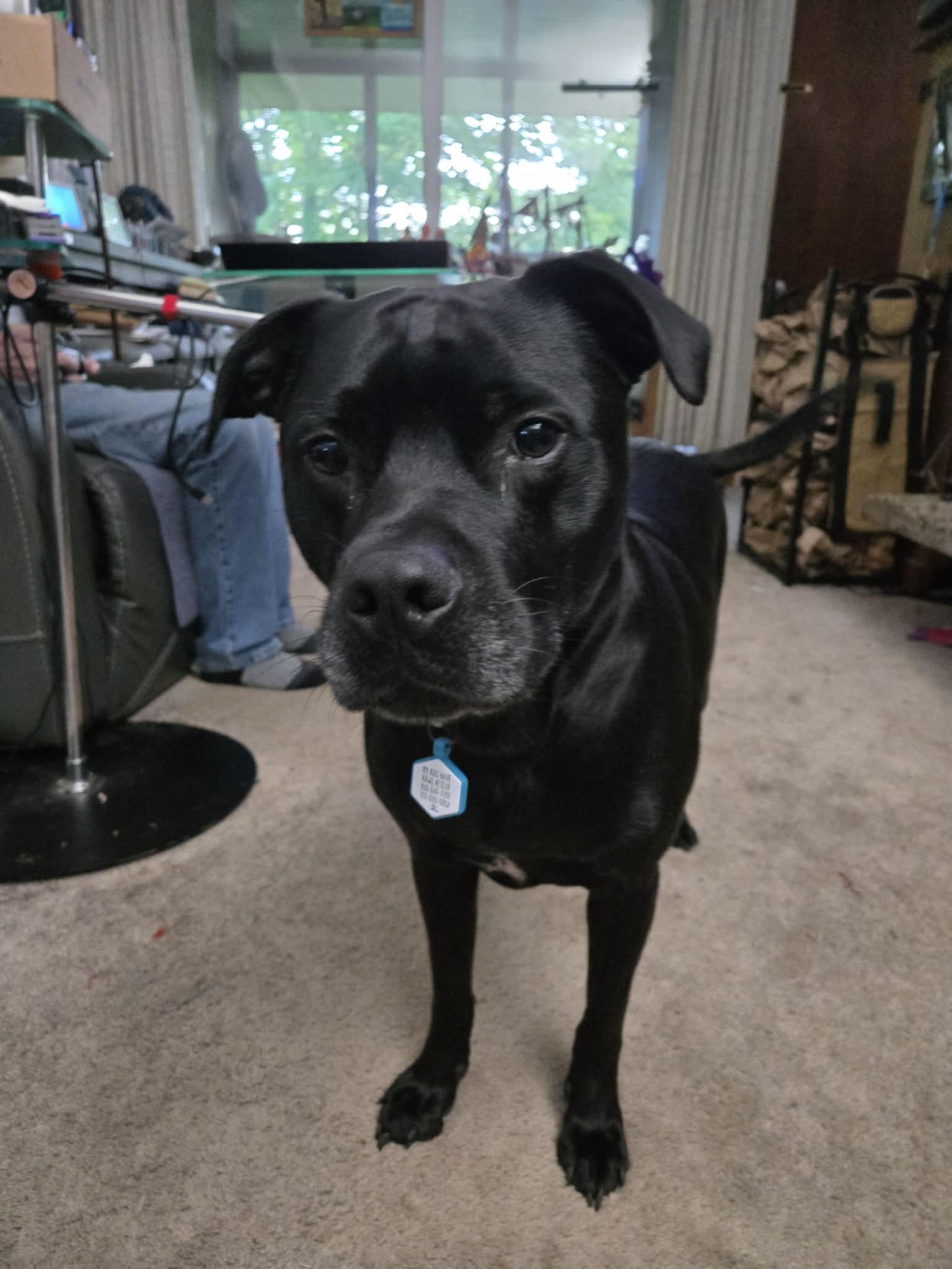 Handsome boy Apollo, Adoptable, Adult Male American Staffordshire Terrier & Black Labrador Retriever.