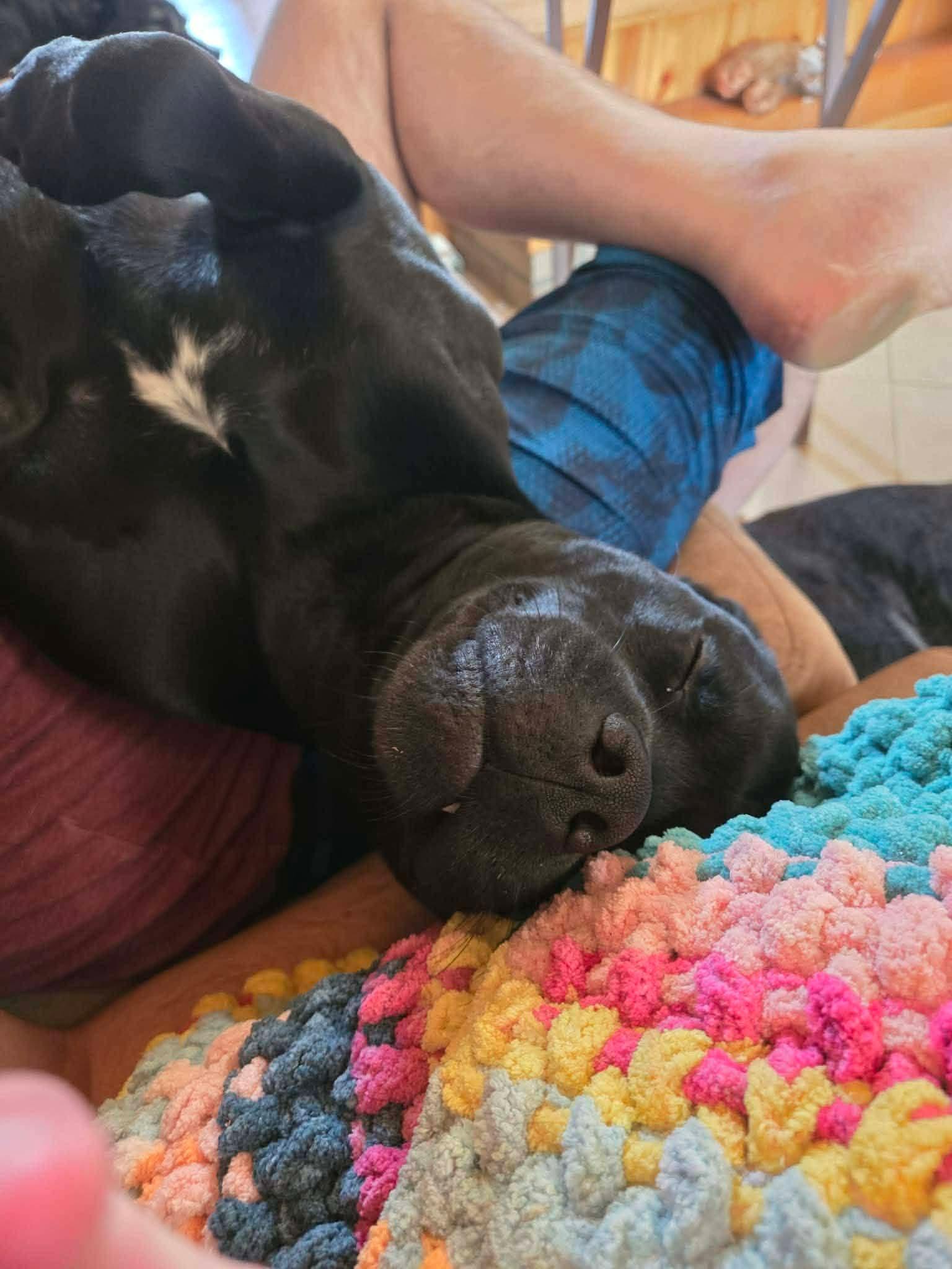 Enlarge Handsome boy Apollo, a Adoptable mixed breed in Blue Bell, PA image 5/5