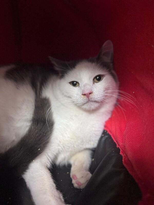 Zack, a Adoptable Domestic Short Hair in Disputanta, VA image 1/2