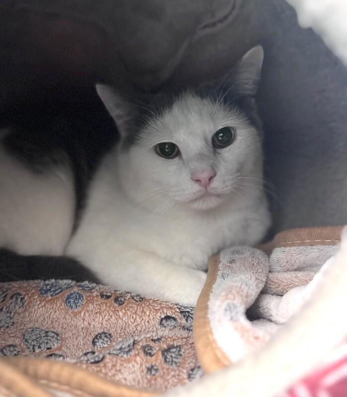 Zack, a Adoptable Domestic Short Hair in Disputanta, VA image 2/2